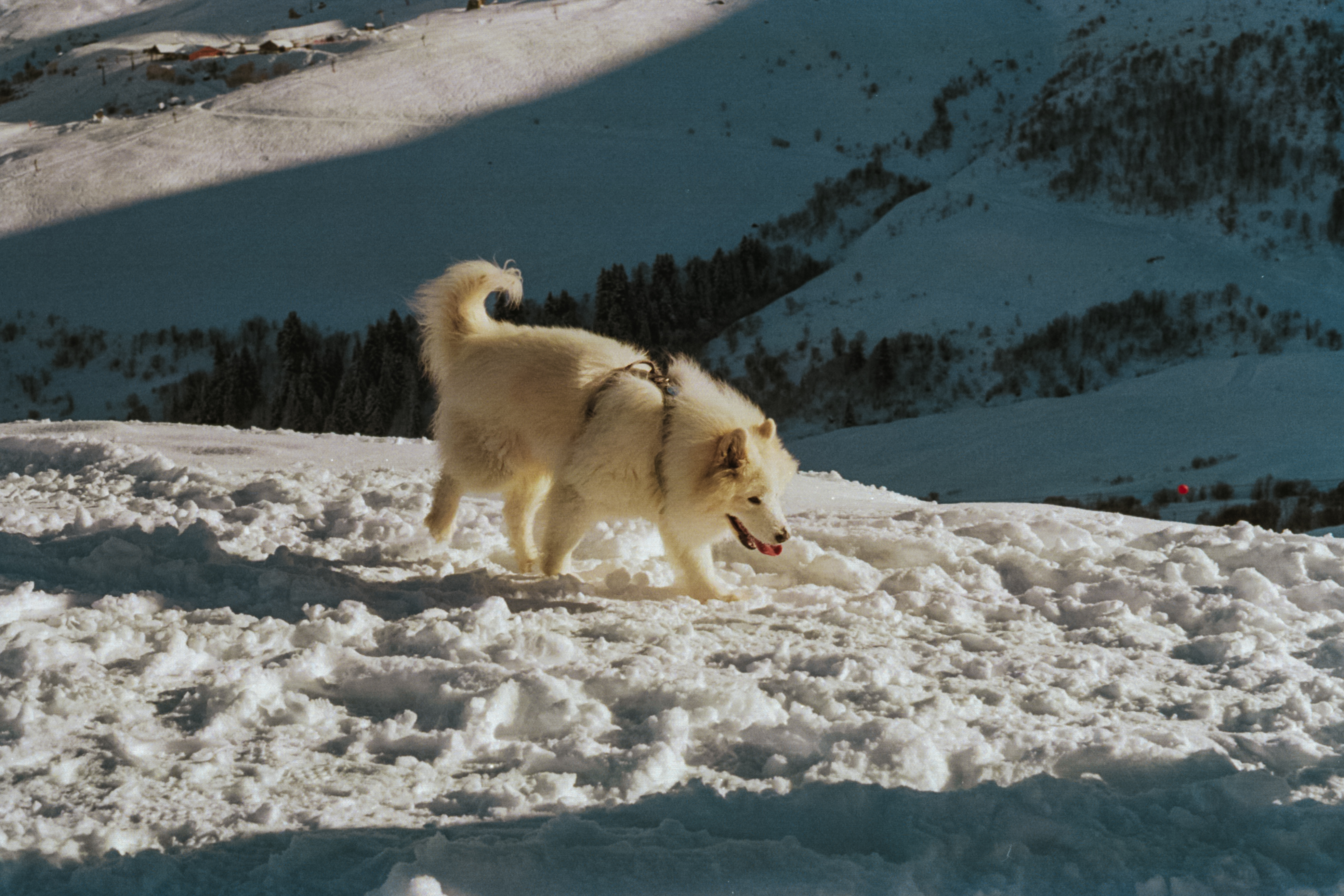 Valmorel 2026, photograph 4